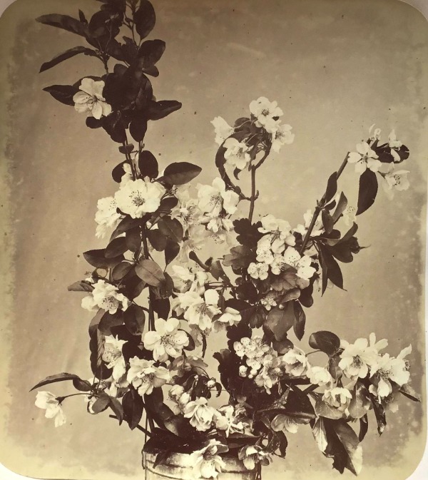 Image du produit Adolphe Braun. Fleurs photographiées. Branche de cerisier.
