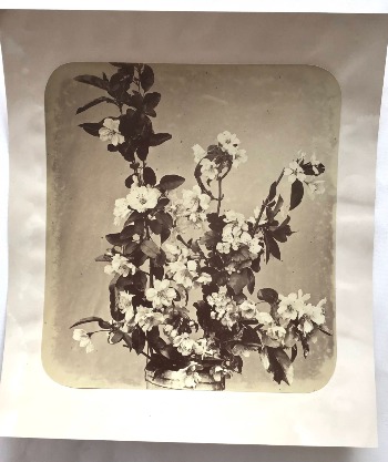 Illustration du produit