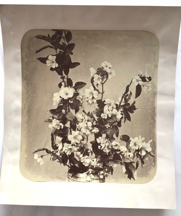 Image du produit Adolphe Braun. Fleurs photographiées. Branche de cerisier.