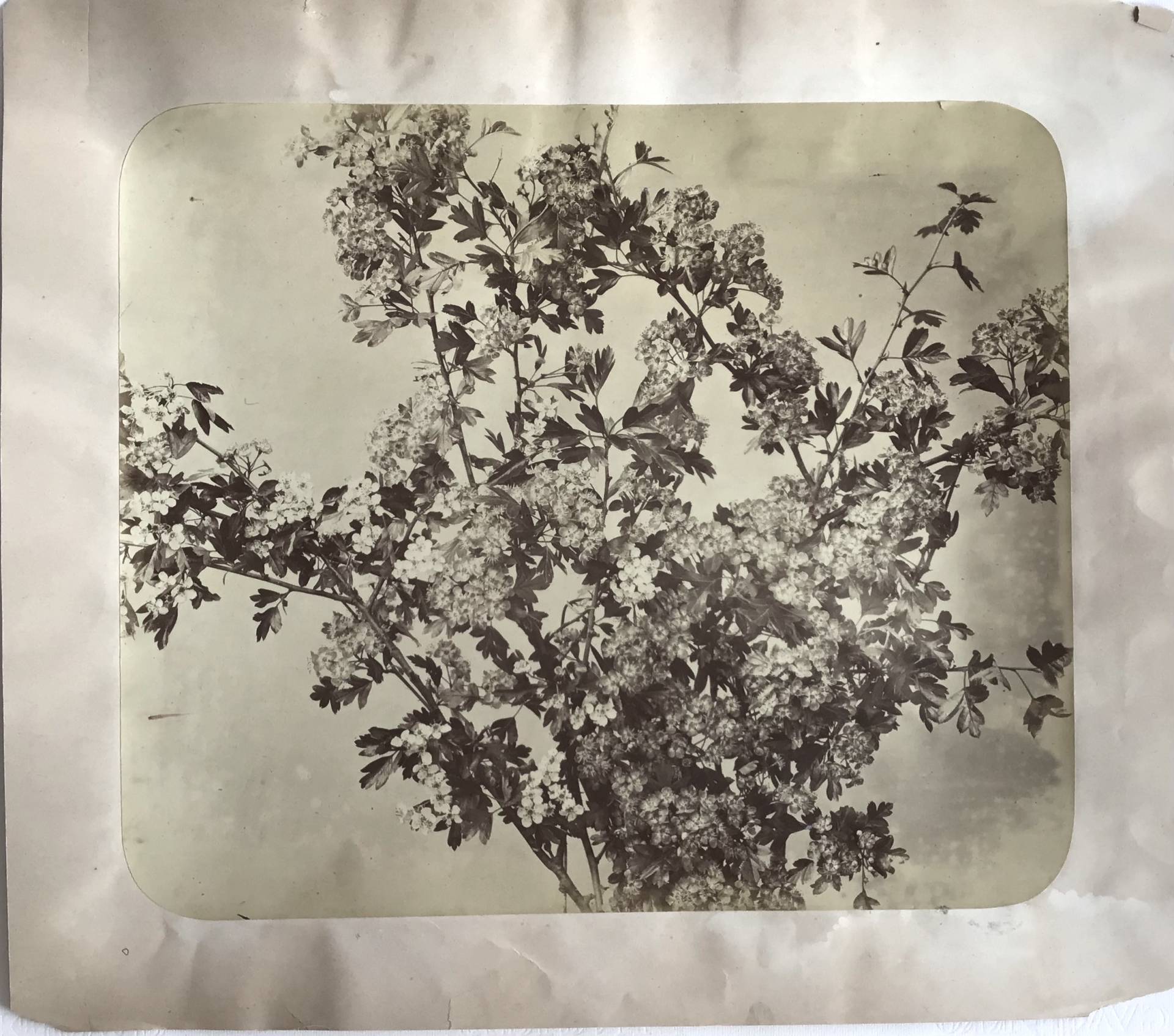 Product Adolphe Braun. Fleurs photographiées. Branche de pommier. thumbnail