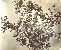 Product Adolphe Braun. Fleurs photographiées. Branche de pommier. thumbnail