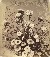 Product Adolphe Braun. Fleurs photographiées. thumbnail