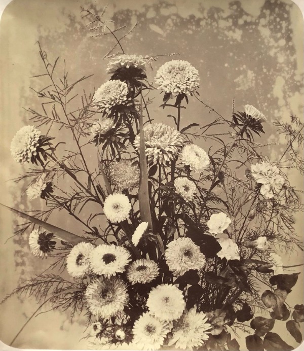 Product image Adolphe Braun. Fleurs photographiées.