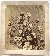 Product Adolphe Braun. Fleurs photographiées. thumbnail