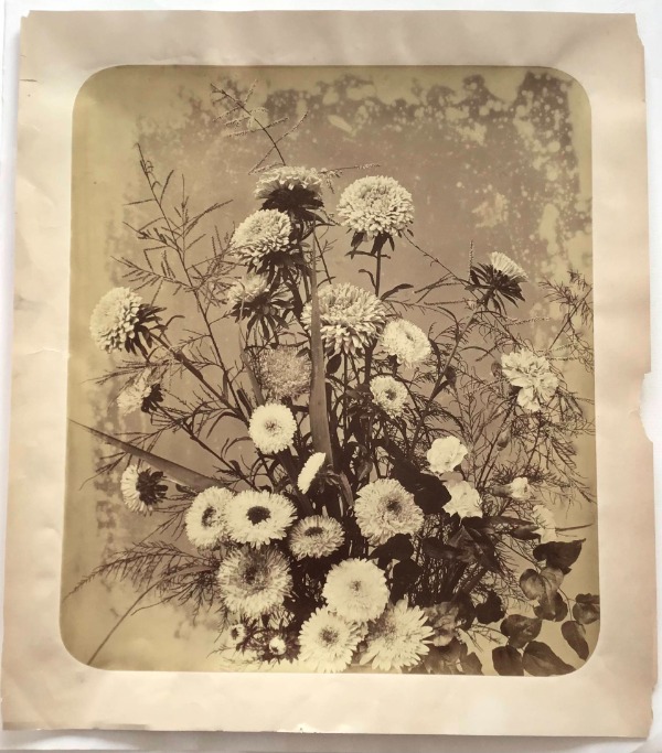 Product image Adolphe Braun. Fleurs photographiées.