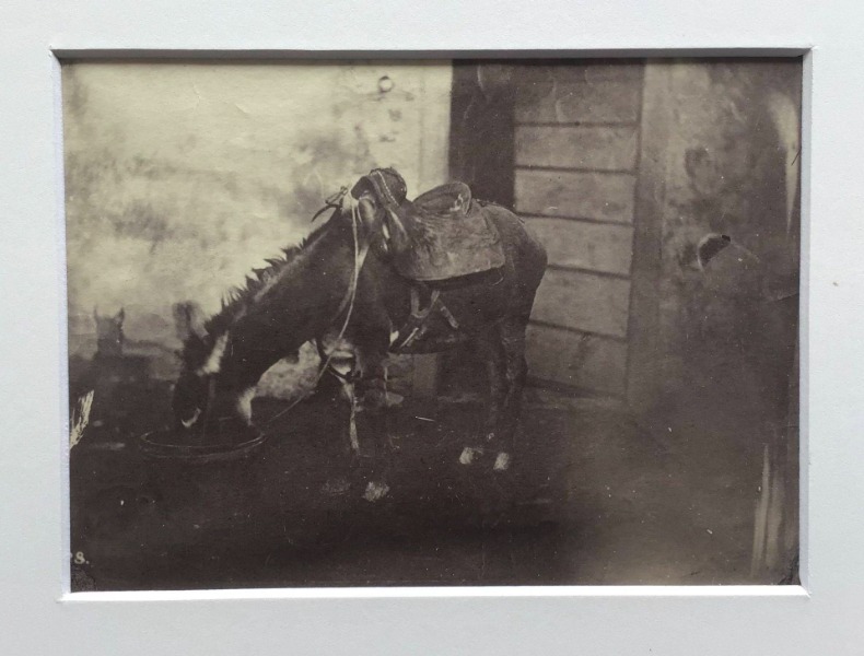 Image du produit Mule buvant.