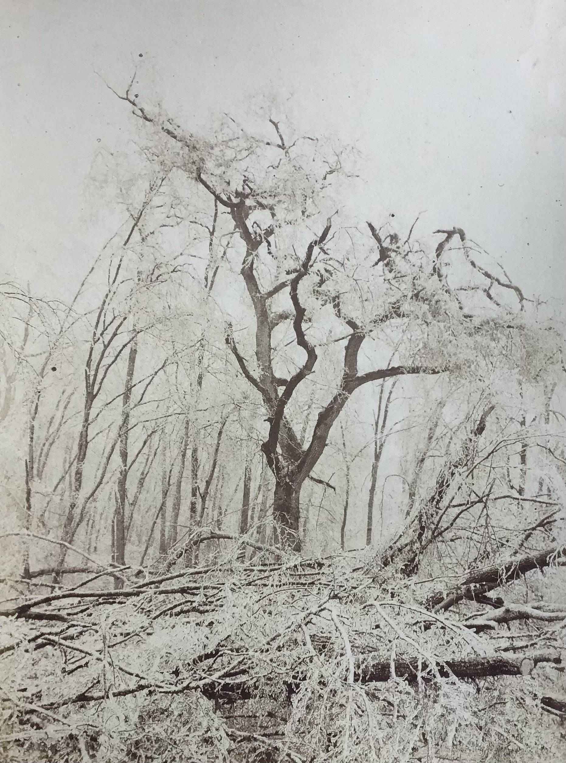 Product Arbre sous la neige. Forêt de Fontainebleau. thumbnail