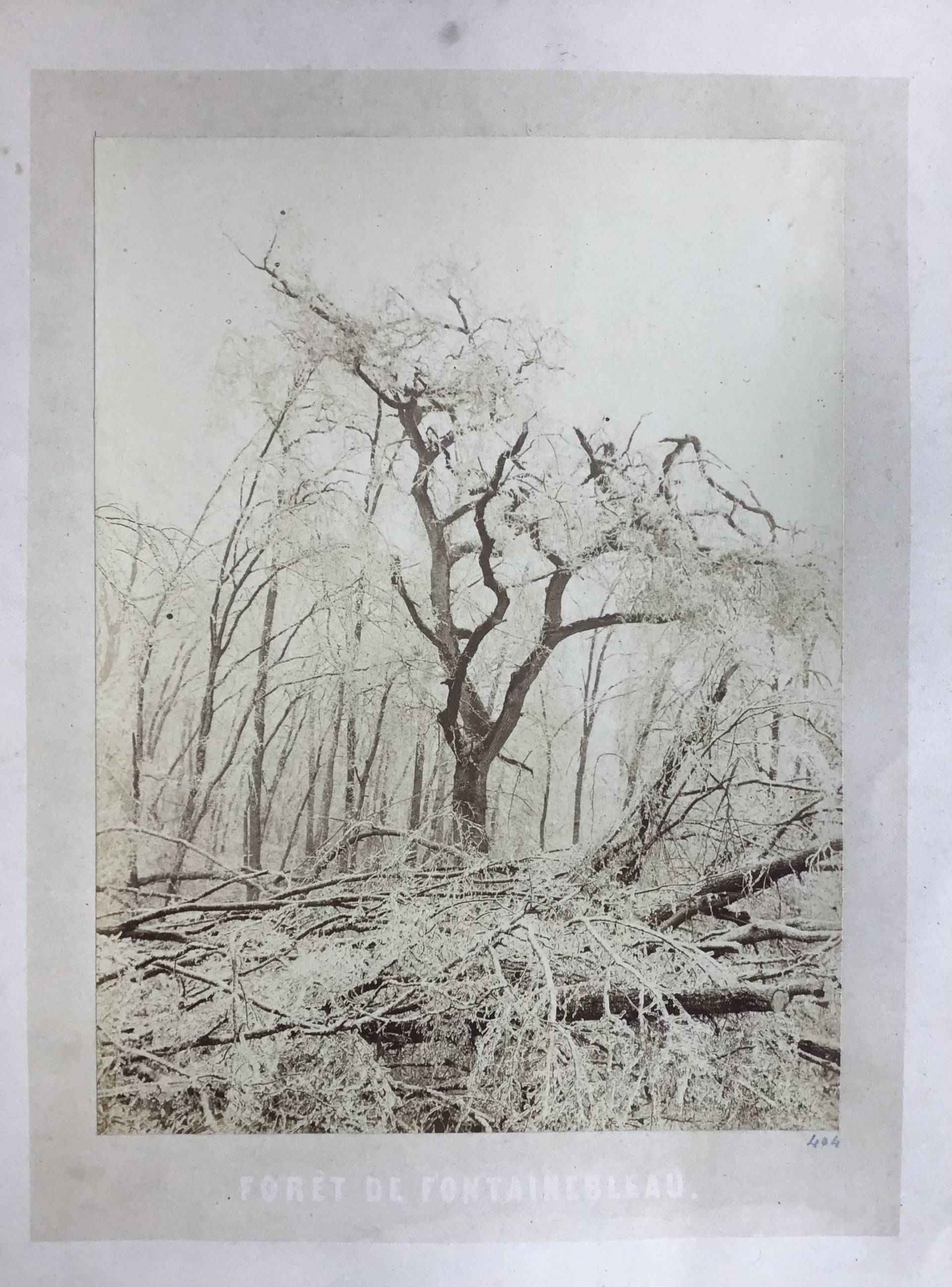 Product Arbre sous la neige. Forêt de Fontainebleau. thumbnail