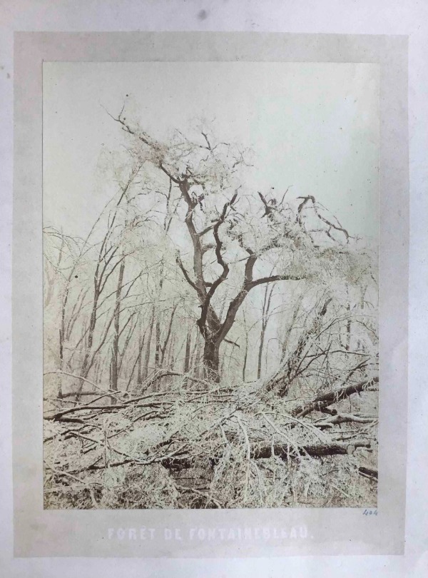 Product image Arbre sous la neige. Forêt de Fontainebleau.