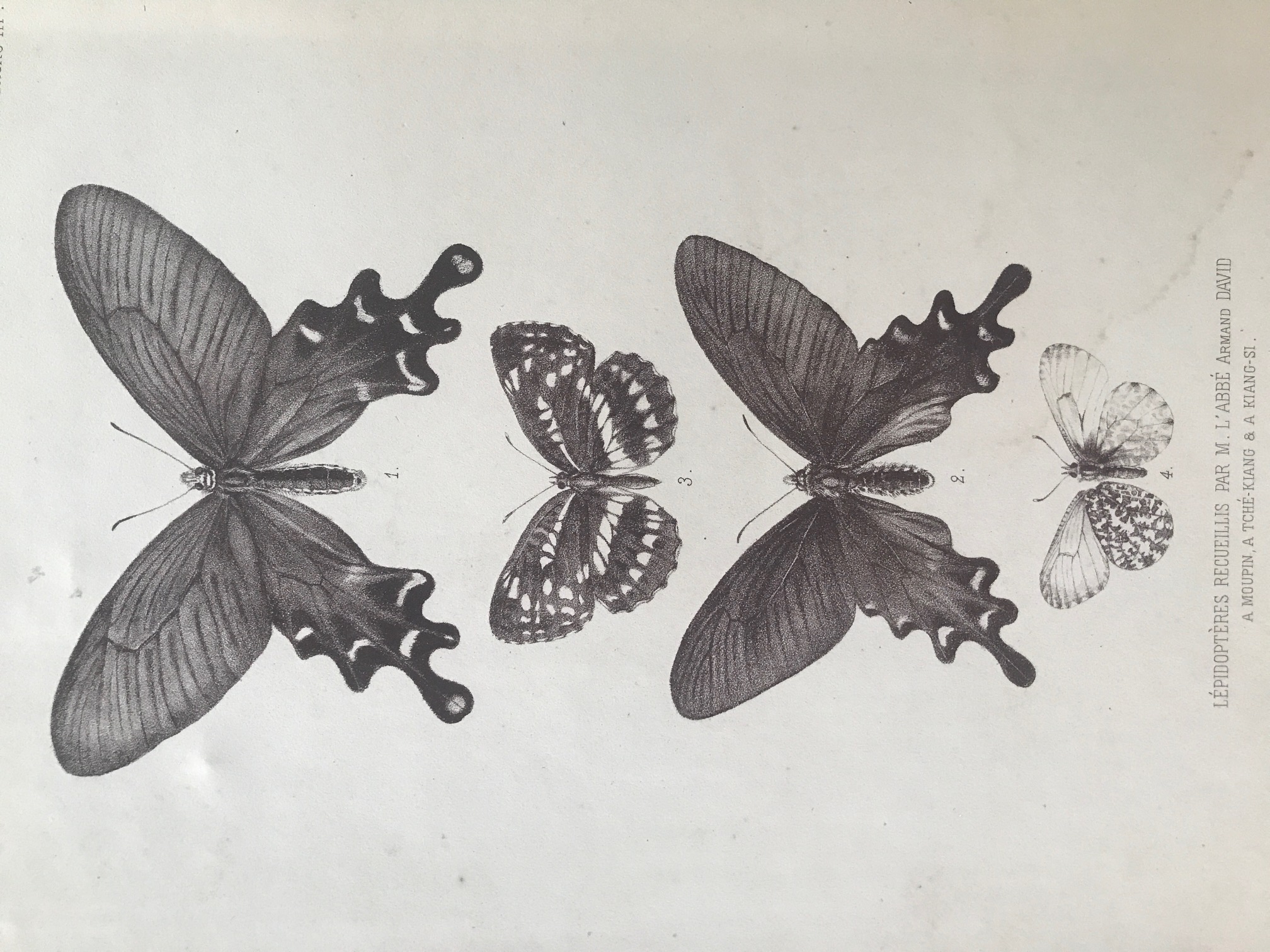 Product Chine. Lépidoptères. 1876. thumbnail