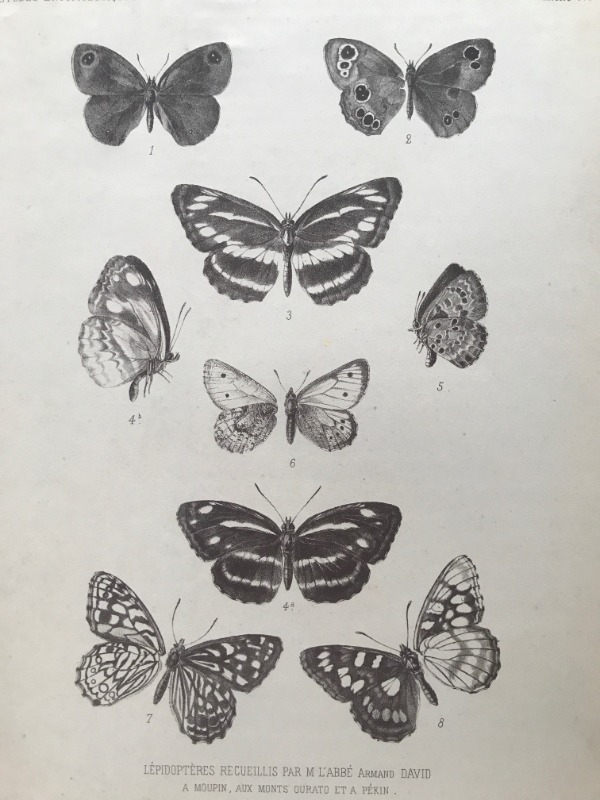 Product image Chine. Lépidoptères. 1876.