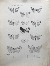 Product Chine. Lépidoptères. 1876. thumbnail