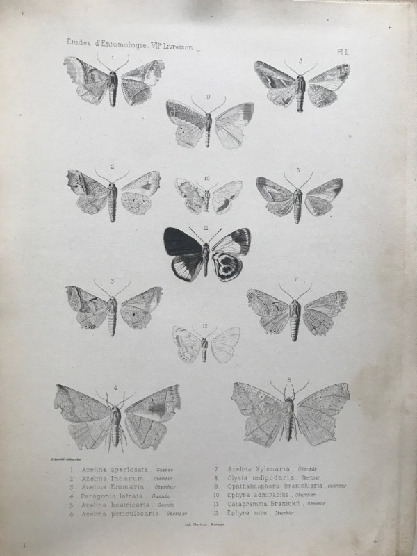 Product image Chine. Lépidoptères. 1876.