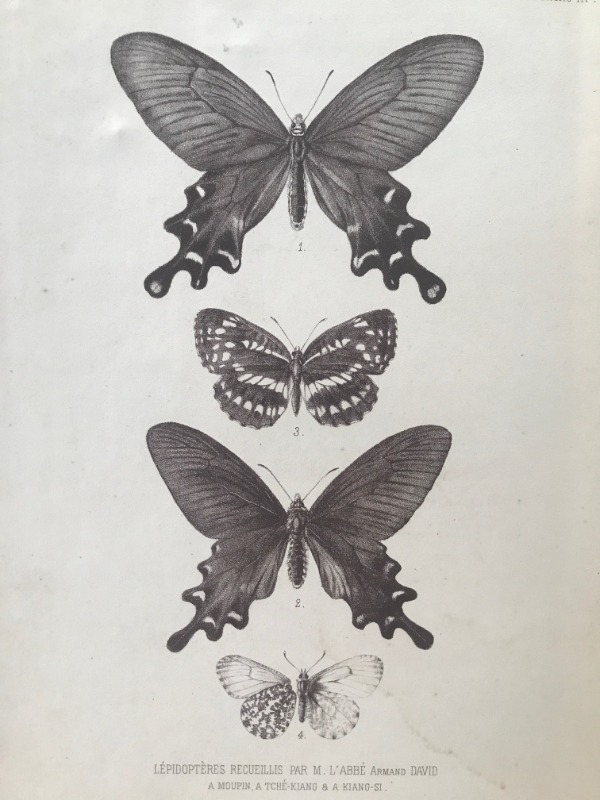 Product image Chine. Lépidoptères. 1876.