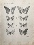 Product Chine. Lépidoptères. 1876. thumbnail