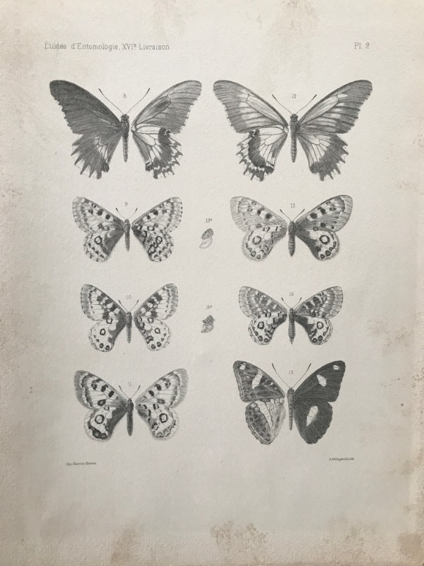 Product image Chine. Lépidoptères. 1876.