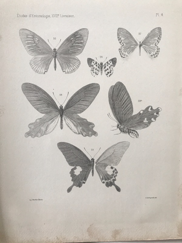 Product image Chine. Lépidoptères. 1876.