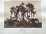 Product Egypte. Antinoé. Palmiers de Cheik Abebdeh. thumbnail