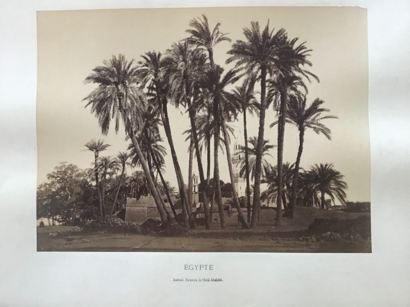 Product image Egypte. Antinoé. Palmiers de Cheik Abebdeh.