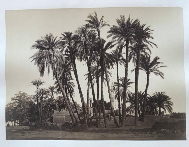 Product image Egypte. Antinoé. Palmiers de Cheik Abebdeh.