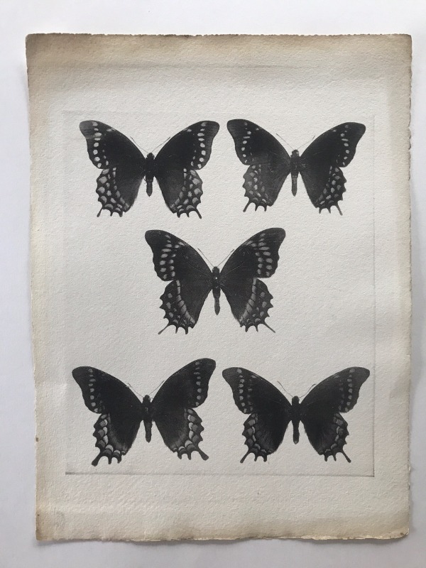 Product image Essai d'impression. Papillons.