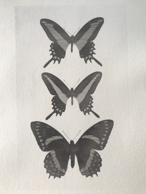 Image du produit Essai d'impression. Papillons.