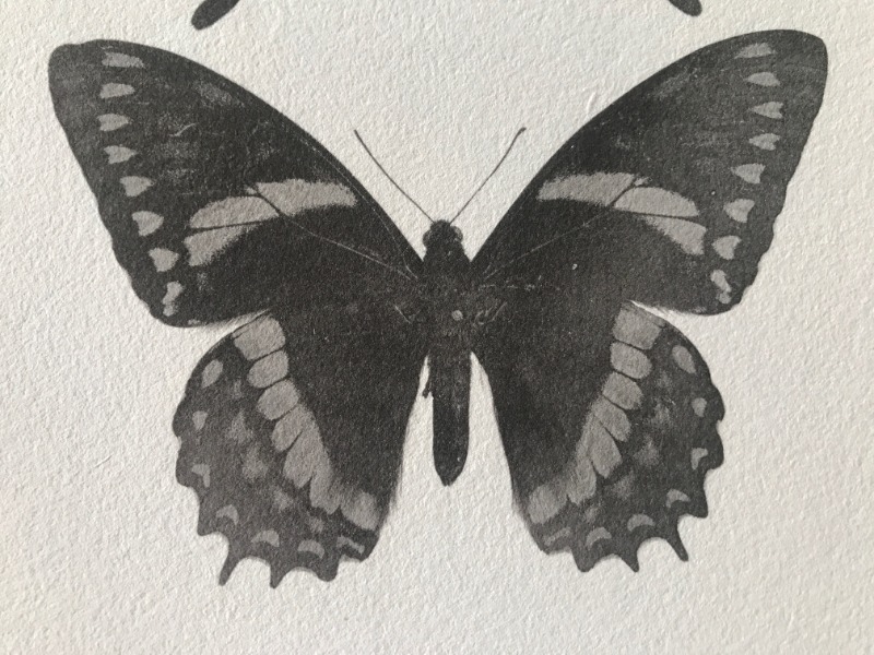 Image du produit Essai d'impression. Papillons.