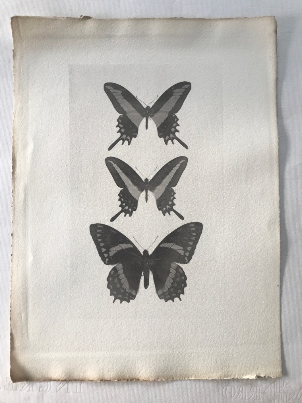 Image du produit Essai d'impression. Papillons.