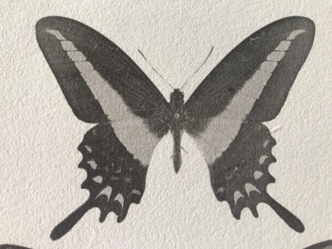 Illustration du produit