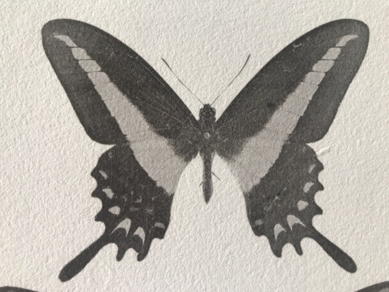 Image du produit Essai d'impression. Papillons.