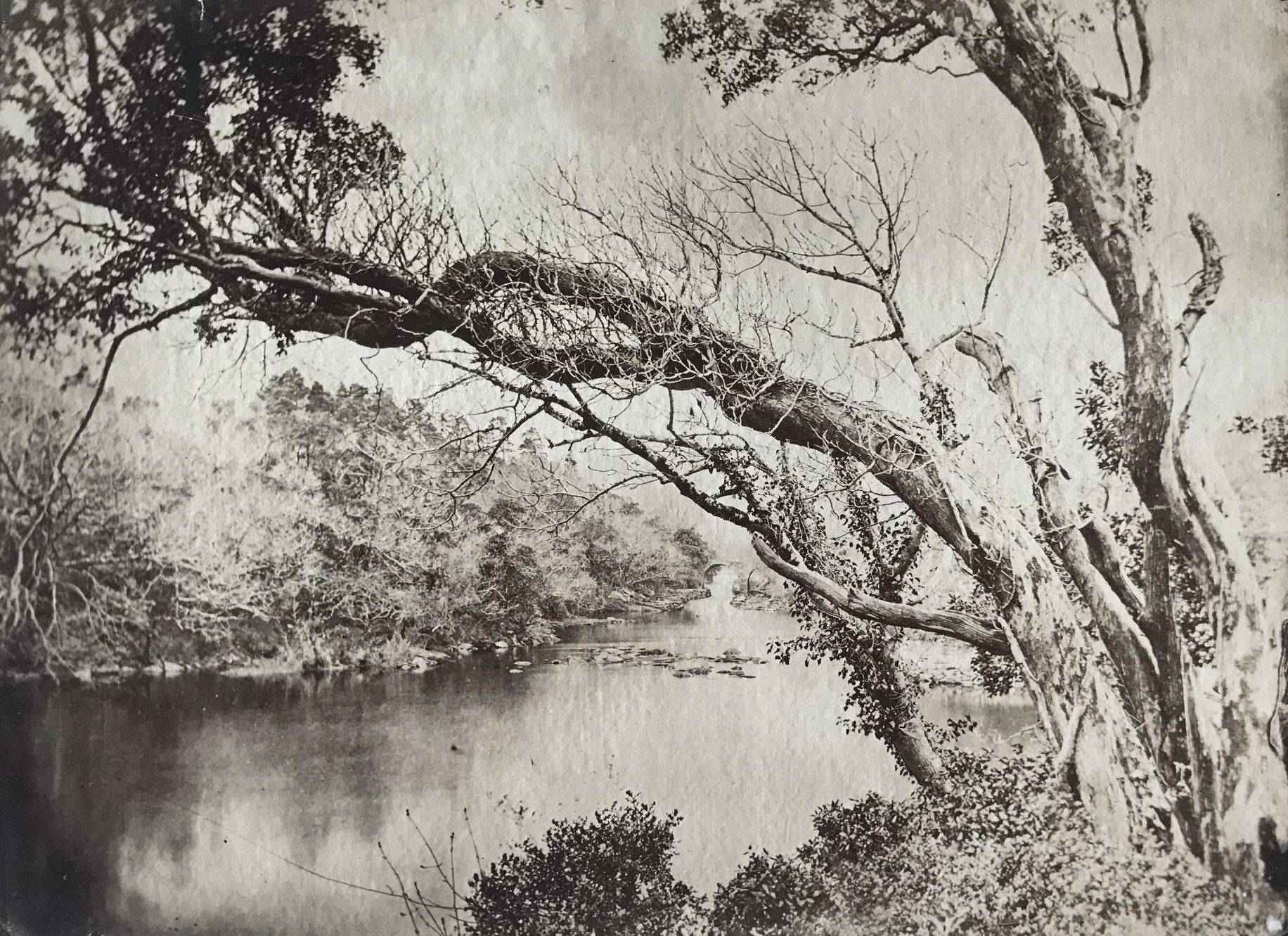 Product Etude d'arbres. Vers 1870. thumbnail