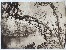 Product Etude d'arbres. Vers 1870. thumbnail
