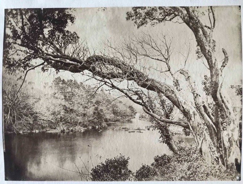 Product image Etude d'arbres. Vers 1870.