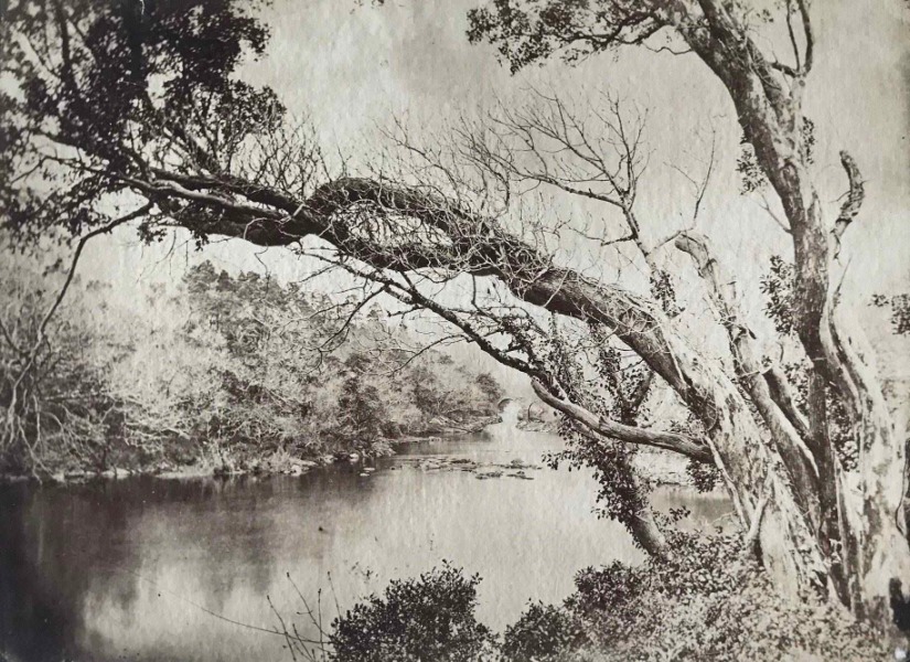 Product image Etude d'arbres. Vers 1870.