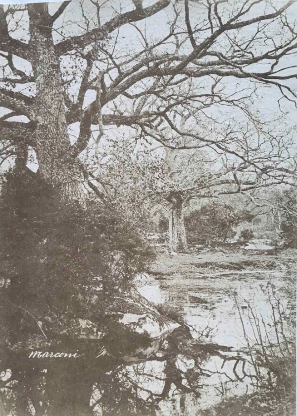 Image du produit Etude d'arbres.