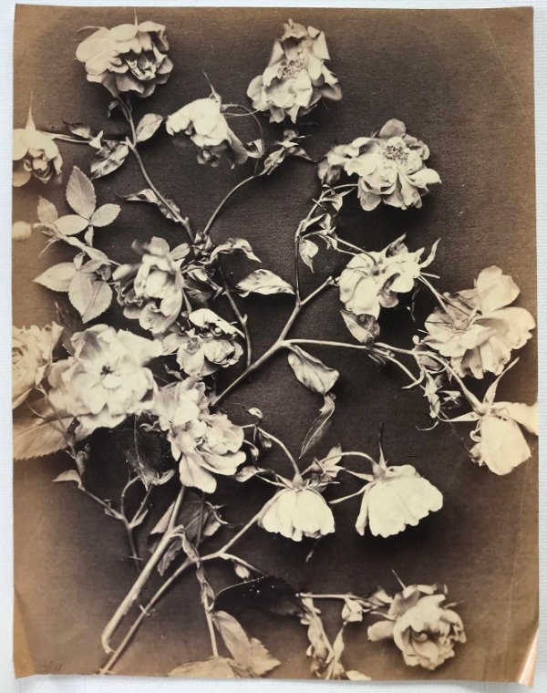 Product image Etude de roses.