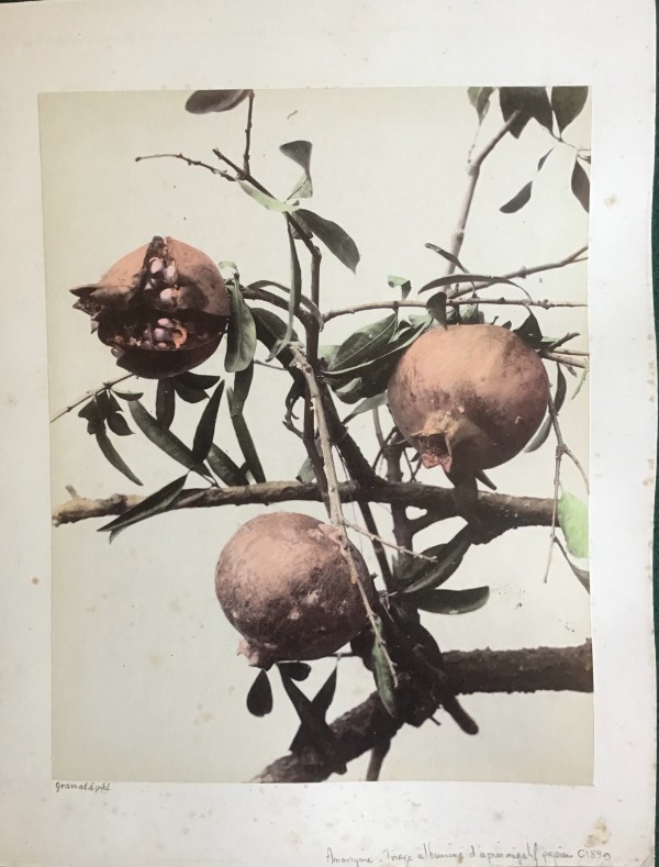 Image du produit Japon. Grenades.