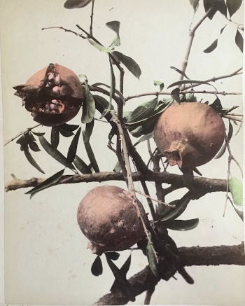 Illustration du produit