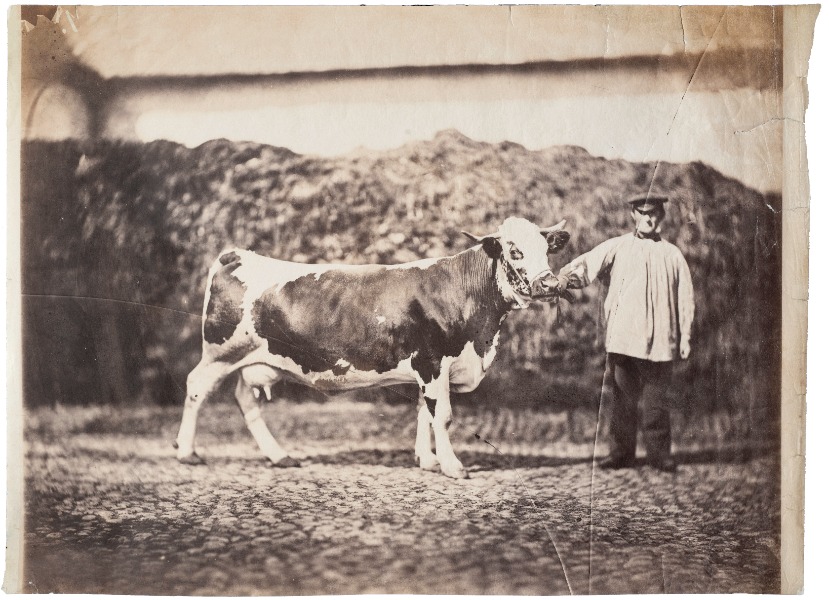 Image du produit Les animaux de la ferme.