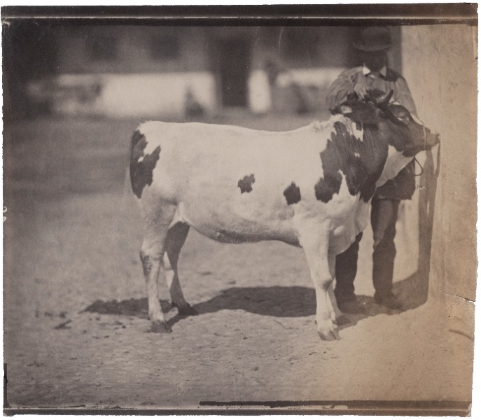 Product image Les animaux de la ferme.