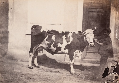 Illustration du produit