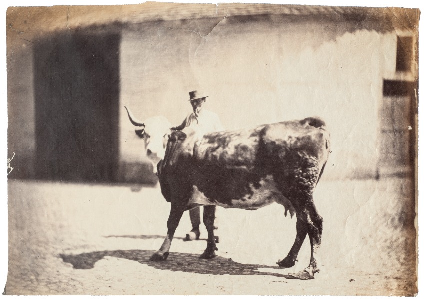 Image du produit Les animaux de la ferme.