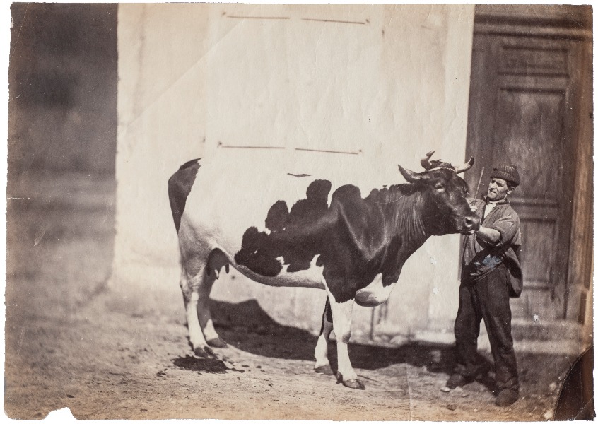 Image du produit Les animaux de la ferme.