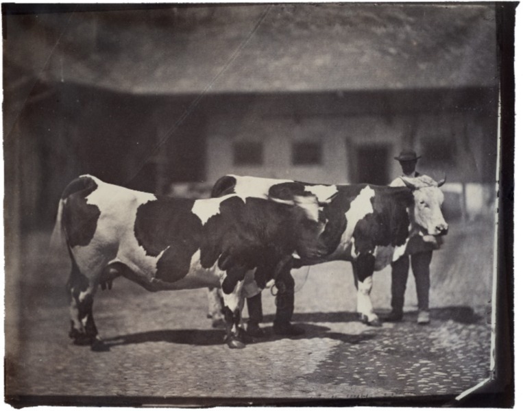 Image du produit Les animaux de la ferme.