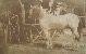 Miniature du produit Nîmes. 1853. Instantané.