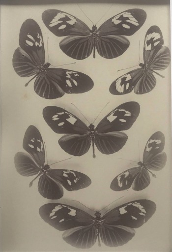 Illustration du produit