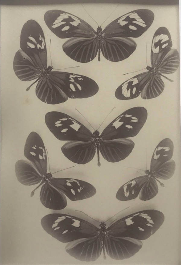 Image du produit Papillons.