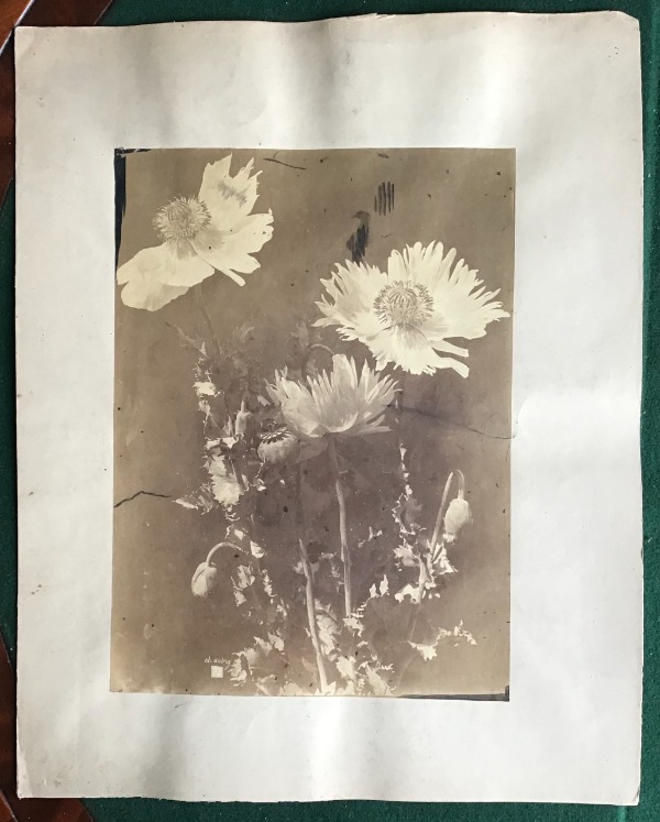 Image du produit Pavots à feuilles dentelés