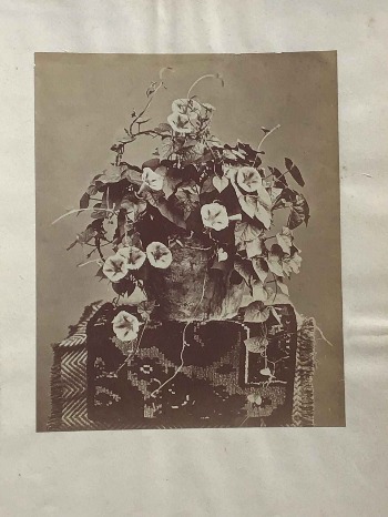 Illustration du produit
