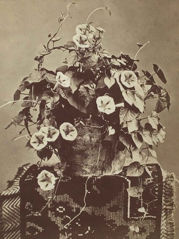 Illustration du produit